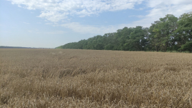 В России собрали больше 27 миллионов тонн зерна нового урожая